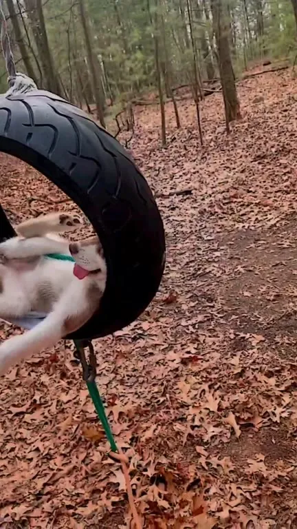 Щенок на качелях из шины