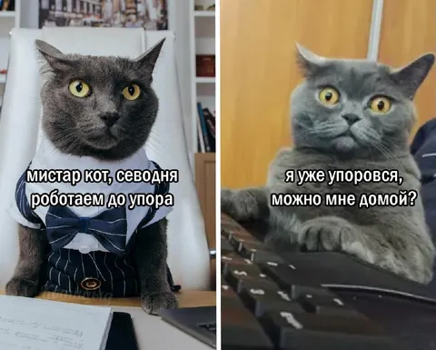 Кот работает до упора