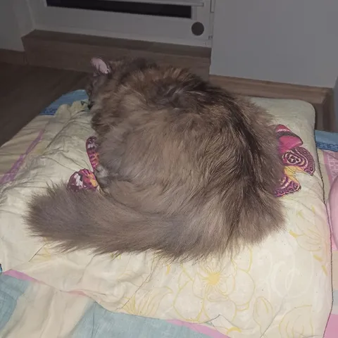 Кот свернулся клубочком