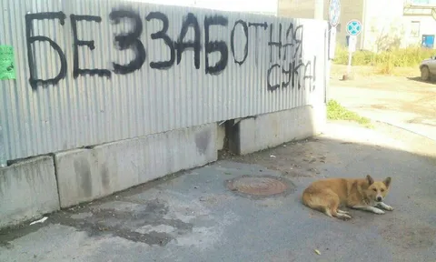 Без заботы суки