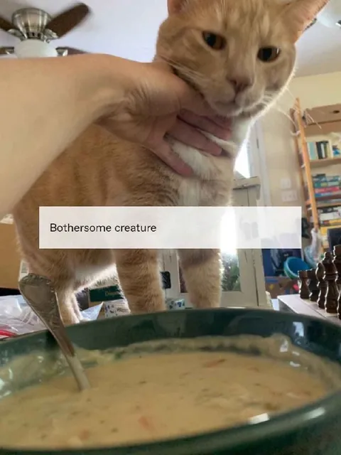 Bothersome Creature Cat