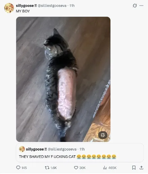 Shaved Cat Looks Like Lion