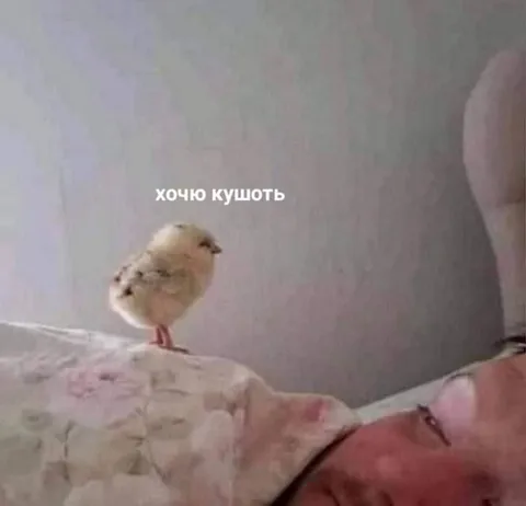 Цыплёнок хочет кушать