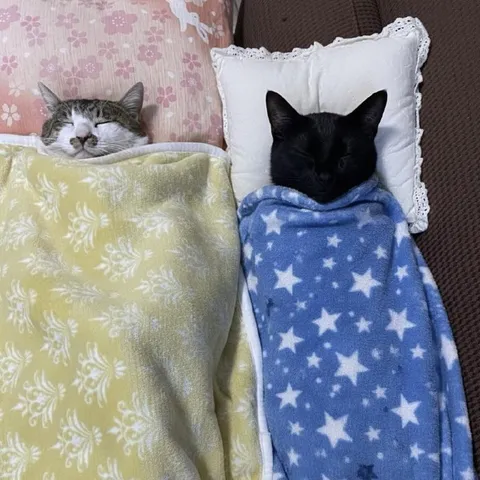 Котики уютно спят под одеялами