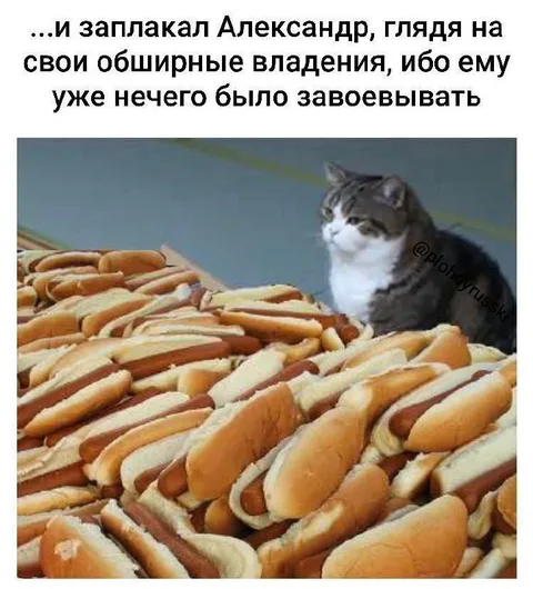 Александр завоевал все хот-доги