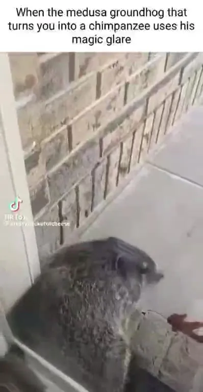 Magic Glare Groundhog Reaction