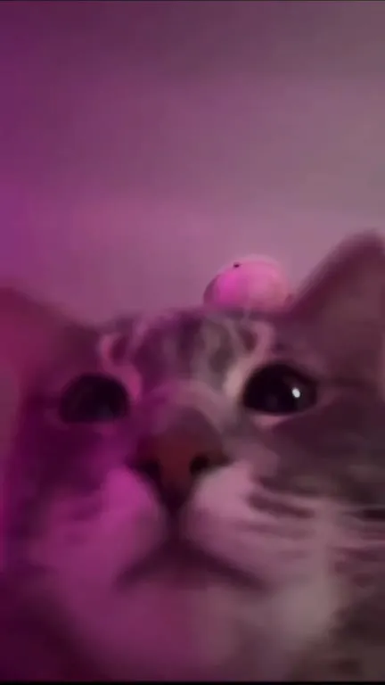 Смешные коты крупным планом