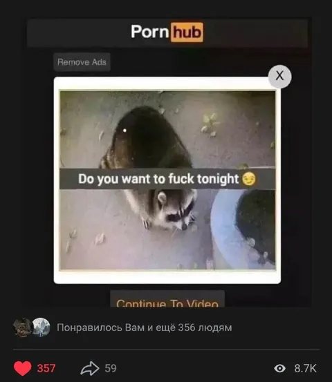Raccoon Wants to Fuck Tonight