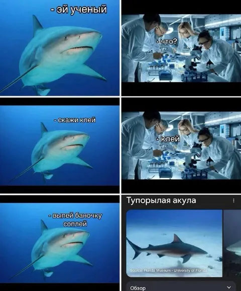 Акула говорит «клей»