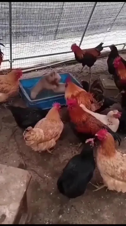 Котята в курином окружении