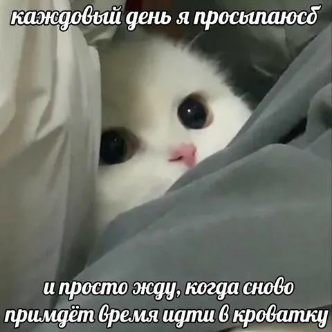 Кот ждёт время спать