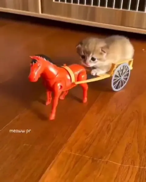 Котёнок едет в игрушечной повозке