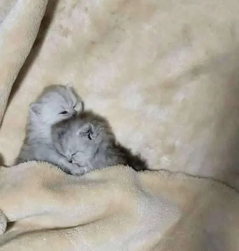 Котята спят в объятиях