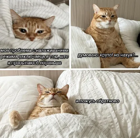 Кот просыпается пораньше