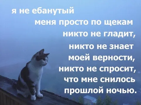 Грустный кот на крыше