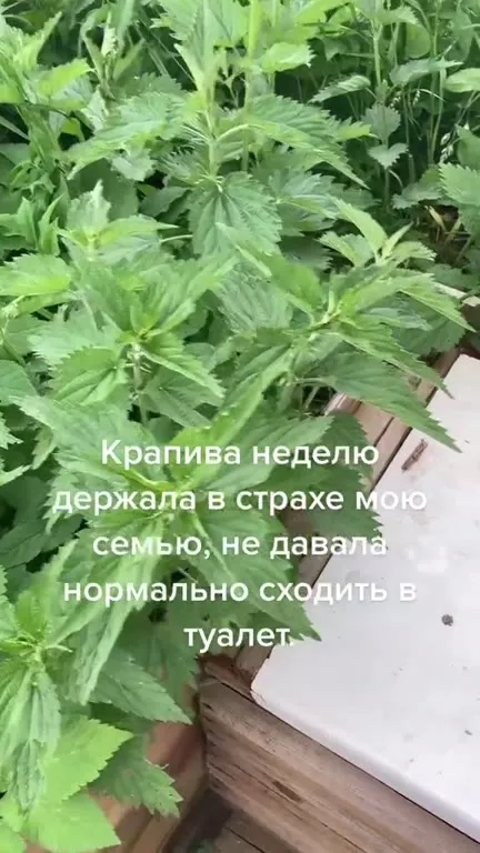 Крапива не дала сходить в туалет