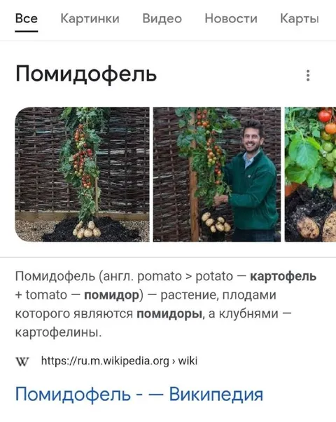 Помидофель — картофель и помидор