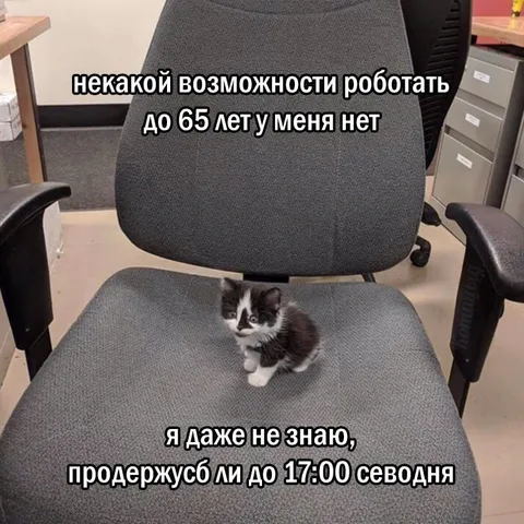 Кот не доживёт до пяти
