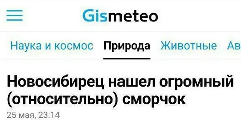 Огромный относительно сморчок