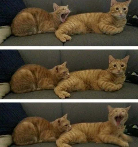 Коты меняются местами