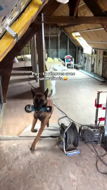 Rénover avec un malinois