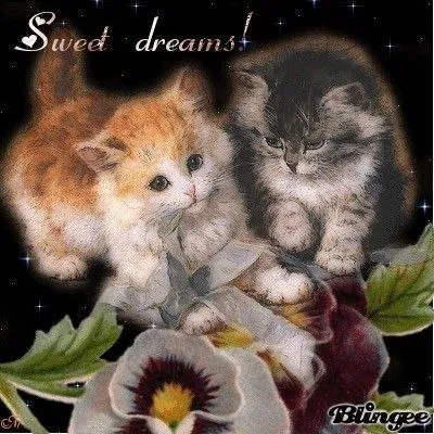 Sweet Dreams Kittens