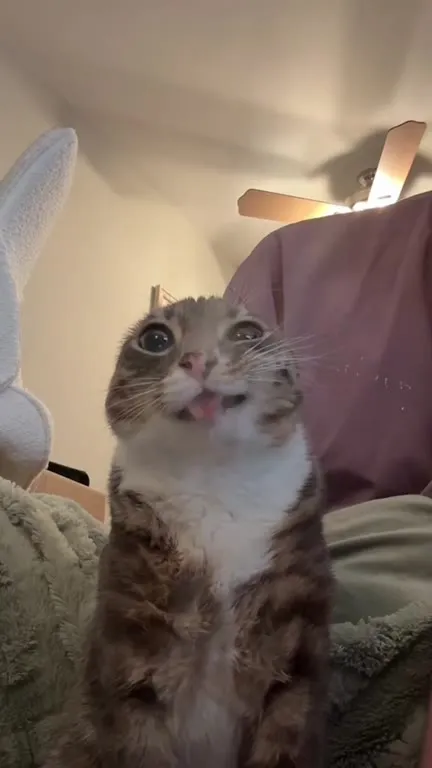 Кот с выражением шока