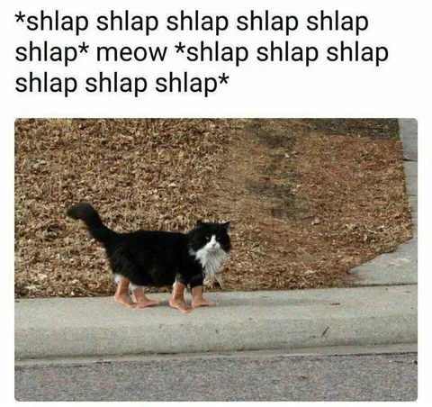 Cat Goes Shlap Shlap