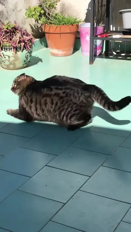 Кот странно ползёт по двору