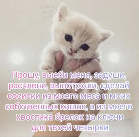 Умилительная просьба котёнка