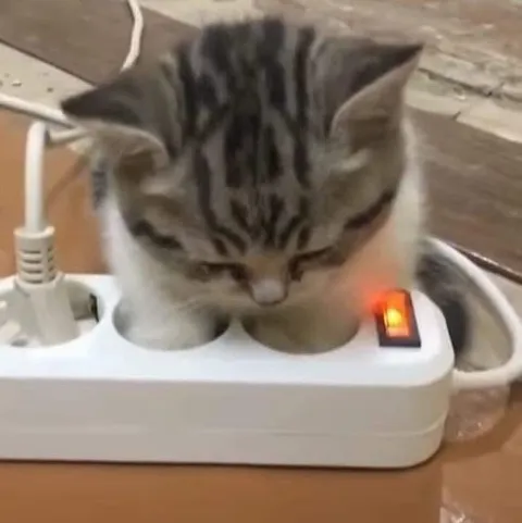 Кот застрял в удлинителе