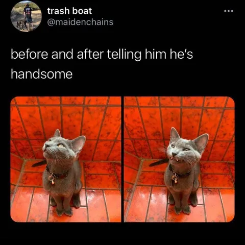 Cat Before and After Compliment