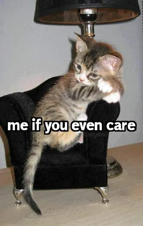 Me If You Even Care Cat