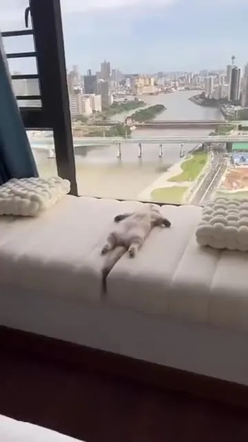 Кот наслаждается видом