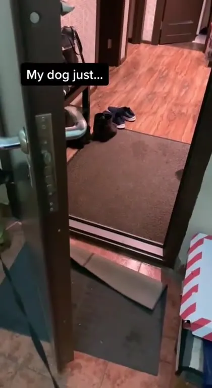 Dog Tries to Open the Door