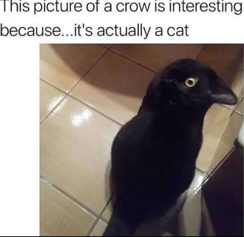 Crow Is Actually a Cat