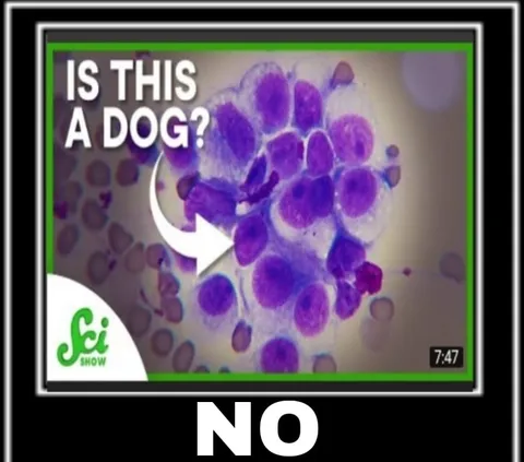 Is This a Dog? No