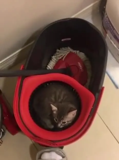 Кот крутится в ведре