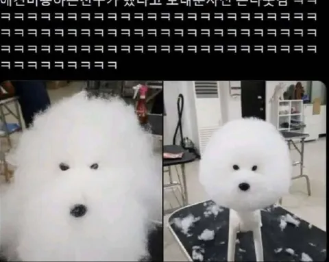 복슬복슬한 강아지 친구