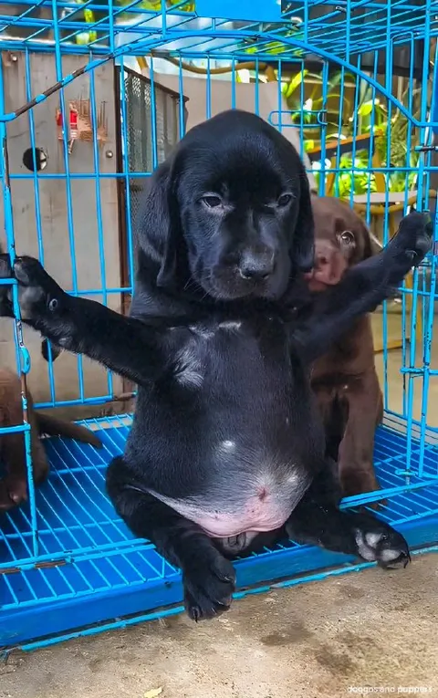 Щенок не хочет выходить из клетки