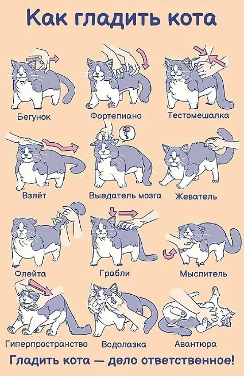 Как гладить кота