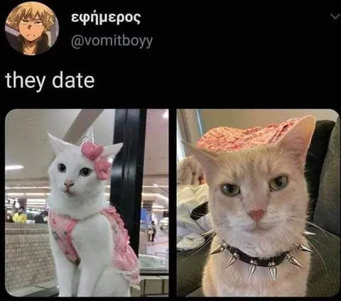 They Date Cats