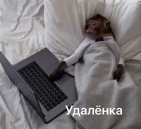Удалёнка в постели