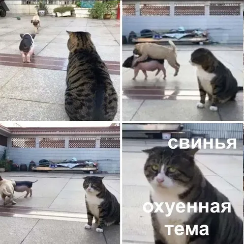 Свинья — охуенная тема