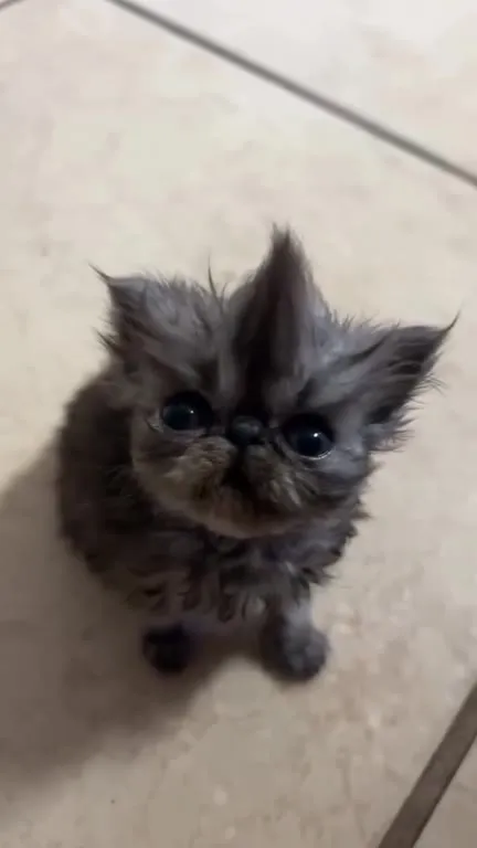 Kevin the Mohawk Kitten