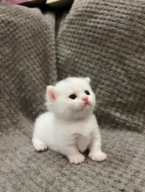 Белый котёнок на диване
