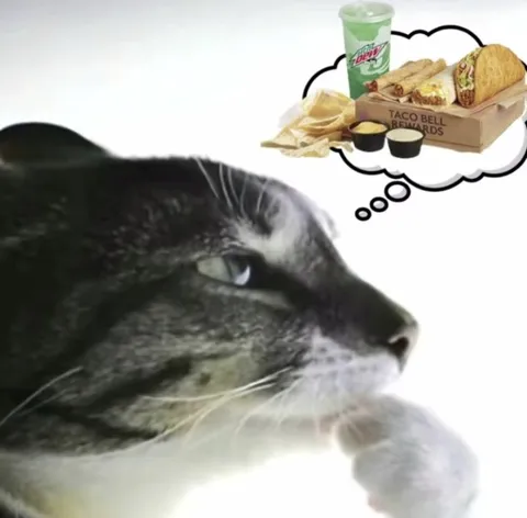 Cat Thinking About Taco Bell