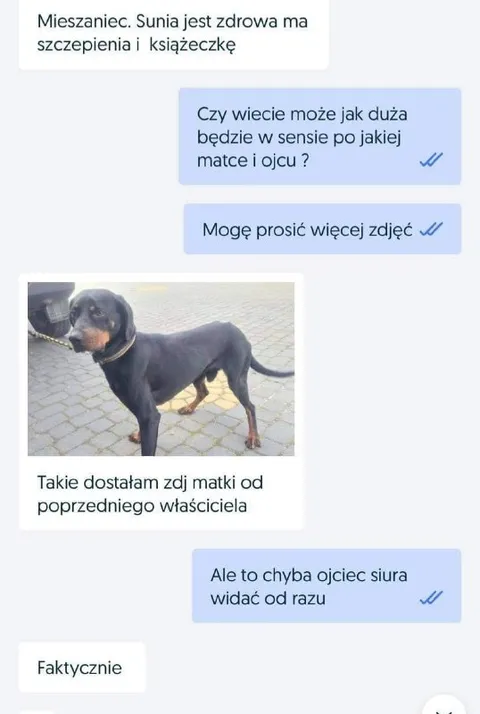 Kundel po ojcu siurze