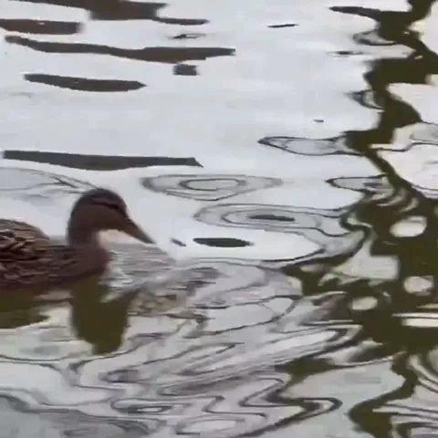 Утка плывёт и ныряет