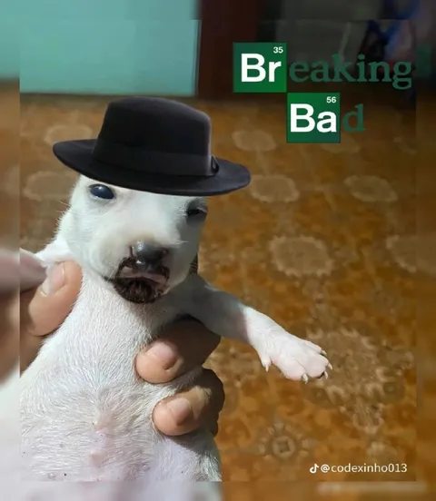 Breaking Bad Puppy
